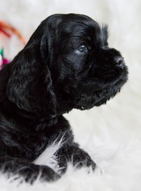 Гай.jpg (430.56 КБ, Просмотров: 1450) Гай.jpg