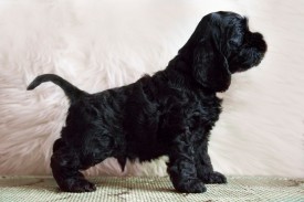 Гай стоит.jpg (355.98 КБ, Просмотров: 1381) Гай стоит.jpg