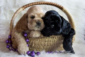 Гай и Ник.jpg (434.05 КБ, Просмотров: 1381) Гай и Ник.jpg