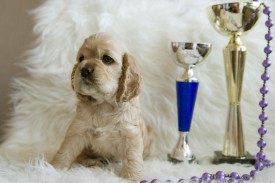 Ник1.jpg (332.02 КБ, Просмотров: 1450) Ник1.jpg