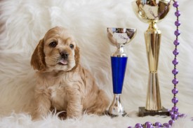 Ник2.jpg (333.13 КБ, Просмотров: 1381) Ник2.jpg