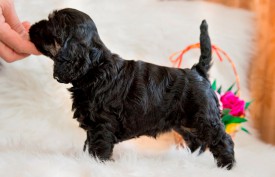 Фифа2.jpg (351.98 КБ, Просмотров: 1381) Фифа2.jpg