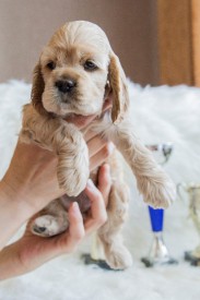 Лиля.jpg (384.04 КБ, Просмотров: 1381) Лиля.jpg