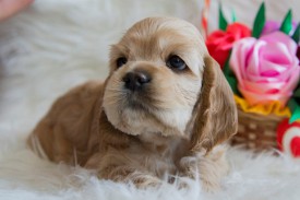 Лиля1.jpg (366.64 КБ, Просмотров: 1450) Лиля1.jpg