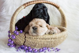 Лиля и Ляля.jpg (422.42 КБ, Просмотров: 1381) Лиля и Ляля.jpg