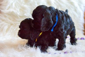 Мышка и Синичка.jpg (422.54 КБ, Просмотров: 1450) Мышка и Синичка.jpg