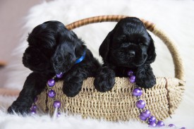 Фанта и Мишель.jpg (431.25 КБ, Просмотров: 1450) Фанта и Мишель.jpg