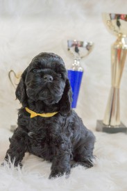 Мишель1.jpg (371.73 КБ, Просмотров: 1450) Мишель1.jpg