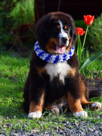 DSC_0196.jpg (255.4 КБ, Просмотров: 2211) DSC_0196.jpg