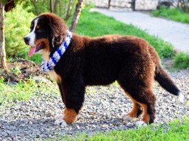 DSC_0227.jpg (300.7 КБ, Просмотров: 2211) DSC_0227.jpg