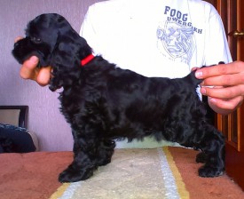 Ляля стойка.jpg (150.55 КБ, Просмотров: 1441) Ляля стойка.jpg