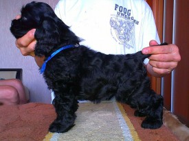 Соня стойка.jpg (211.66 КБ, Просмотров: 1441) Соня стойка.jpg