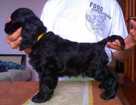 Мишель стойка.jpg (175.59 КБ, Просмотров: 1441) Мишель стойка.jpg