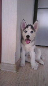 image (4).jpg (44.66 КБ, Просмотров: 1484) image (4).jpg