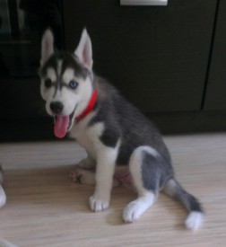 image (1).jpg (83.36 КБ, Просмотров: 1484) image (1).jpg