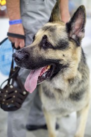 WDS_2016.jpg (79.86 КБ, Просмотров: 1428) WDS_2016.jpg