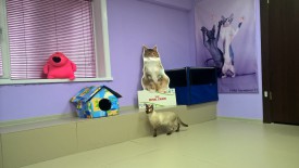 w7oahLUuHJI.jpg (146.43 КБ, Просмотров: 3650) w7oahLUuHJI.jpg