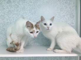 xlcQPhDNeac.jpg (100.19 КБ, Просмотров: 3556) xlcQPhDNeac.jpg