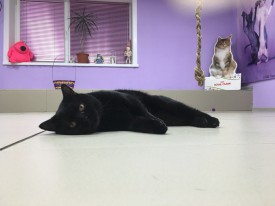 sMUiiuEplnA.jpg (97.24 КБ, Просмотров: 3647) sMUiiuEplnA.jpg