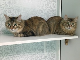 Nb-ugH-wLoQ.jpg (134.2 КБ, Просмотров: 3554) Nb-ugH-wLoQ.jpg