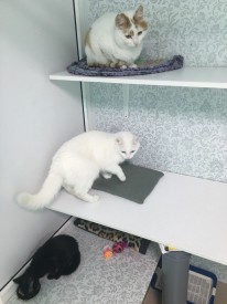 gbCMO06rCbg.jpg (124.65 КБ, Просмотров: 3647) gbCMO06rCbg.jpg