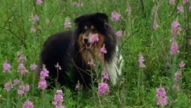 tempjpg~2.jpg (49.7 КБ, Просмотров: 1768) tempjpg~2.jpg