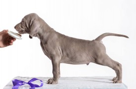 13335719_1016345375081351_2358728724540385195_n.jpg (45.63 КБ, Просмотров: 1605) 13335719_1016345375081351_2358728724540385195_n.jpg