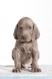 13403380_1016345275081361_322221057186679885_o.jpg (46.04 КБ, Просмотров: 1700) 13403380_1016345275081361_322221057186679885_o.jpg