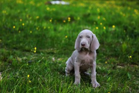 T31A0608.jpg (359.28 КБ, Просмотров: 1602) T31A0608.jpg