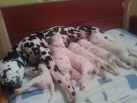 WP_0010651.jpg (26.01 КБ, Просмотров: 2103) WP_0010651.jpg