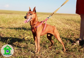 IMG_8770.jpg (237.75 КБ, Просмотров: 2427) IMG_8770.jpg