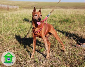 IMG_8750.jpg (249.62 КБ, Просмотров: 2415) IMG_8750.jpg