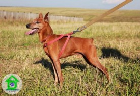 IMG_8774.jpg (41.97 КБ, Просмотров: 2415) IMG_8774.jpg