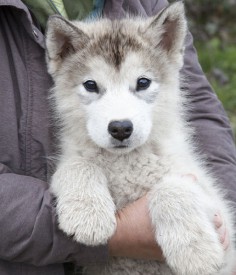 Слоненок он же Добрый Волк 600.jpg (139.83 КБ, Просмотров: 1332) Слоненок он же Добрый Волк 600.jpg