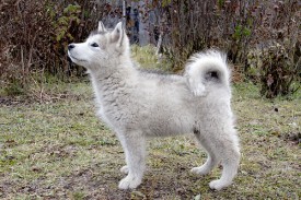 Слоненок он же Добрый Волк 600.jpg (199.46 КБ, Просмотров: 1332) Слоненок он же Добрый Волк 600.jpg