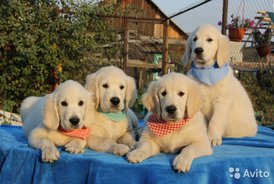 3028529236.jpg (87.33 КБ, Просмотров: 1566) 3028529236.jpg