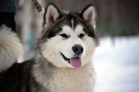 2016-11-20 14.01.13.jpg (212.68 КБ, Просмотров: 3415) 2016-11-20 14.01.13.jpg