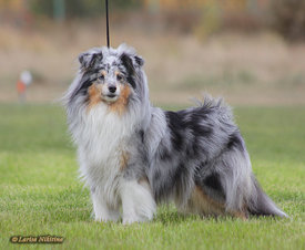 Шелти.jpg (118.34 КБ, Просмотров: 5667) Шелти.jpg