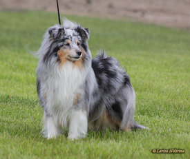 Шелти2.jpg (138.76 КБ, Просмотров: 5399) Шелти2.jpg