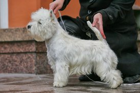 Маршал.JPG (84.48 КБ, Просмотров: 1895) Маршал.JPG