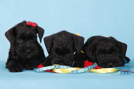 Ш1.jpg (70.9 КБ, Просмотров: 33527) Ш1.jpg