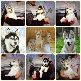 00000000.jpg (244.13 КБ, Просмотров: 2620) 00000000.jpg