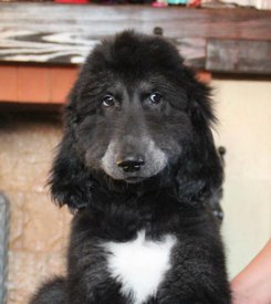 IMG_8268_1.jpg (76.9 КБ, Просмотров: 1517) IMG_8268_1.jpg