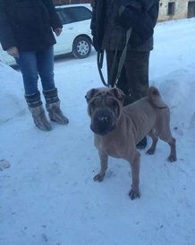 image.jpg (61.11 КБ, Просмотров: 1801) image.jpg