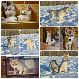 000000000.jpg (265.54 КБ, Просмотров: 1537) 000000000.jpg