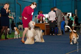 IMG_4086.jpg (124.49 КБ, Просмотров: 10535) IMG_4086.jpg