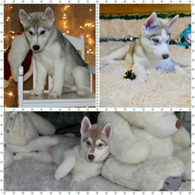 000000.jpg (74.74 КБ, Просмотров: 1674) 000000.jpg