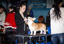 IMG_4243-2.jpg (115.68 КБ, Просмотров: 10426) IMG_4243-2.jpg