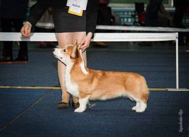 IMG_4265-2.jpg (87.57 КБ, Просмотров: 10535) IMG_4265-2.jpg