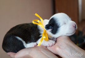 Алабор4.jpg (389.01 КБ, Просмотров: 1607) Алабор4.jpg